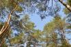Suchy las sosnowy - korony drzew